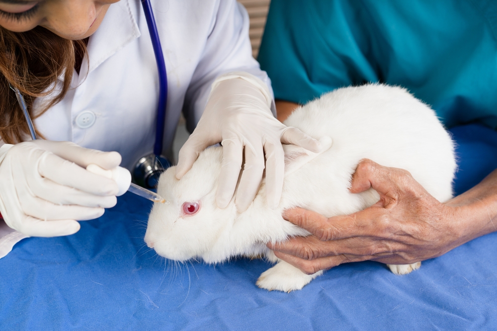 health issues in rabbits