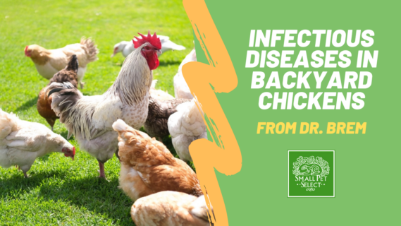 diseases in backyard chickens