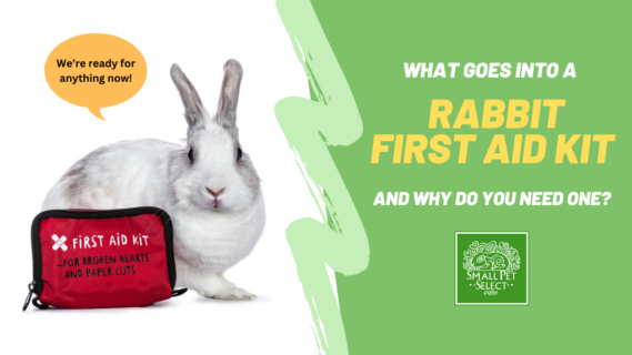 rabbit first aid kit