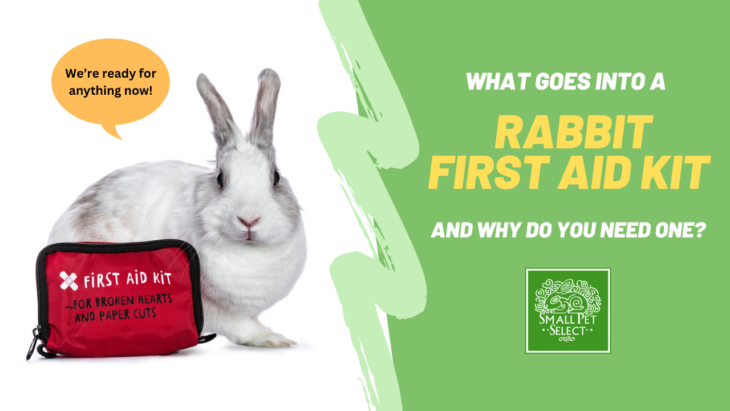 Rabbit First Aid Kit: 10 Things Every Bunny Parent Should Have on Hand ...