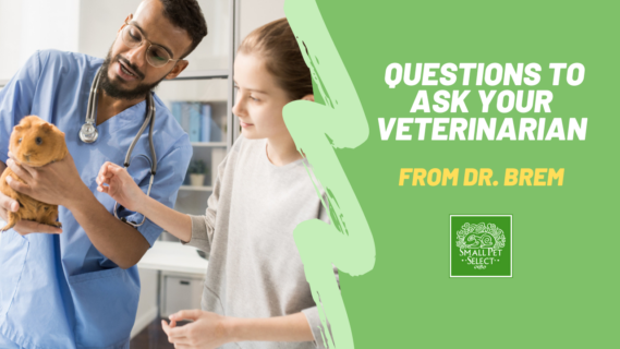 questions to ask your veterinarian