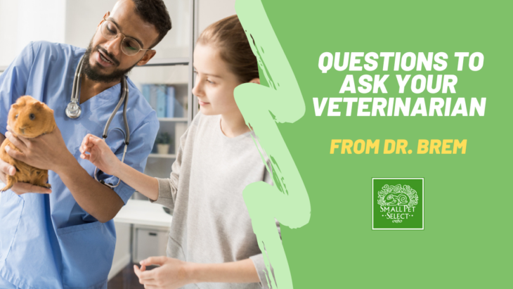 Good Questions To Ask A Veterinarian Questions To Ask Your Veterinarian | Small Pet Select Blogs | Small Pet