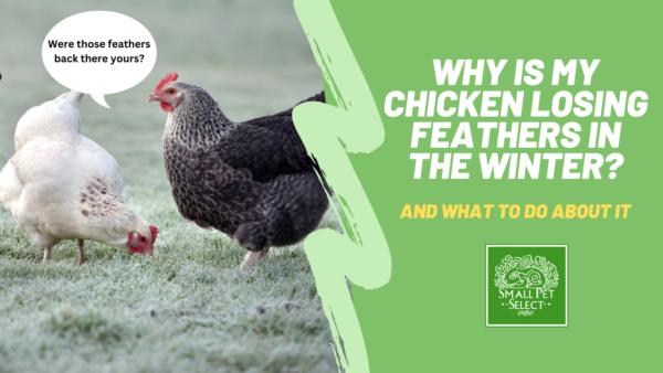 why is my chicken losing feathers in the winter?