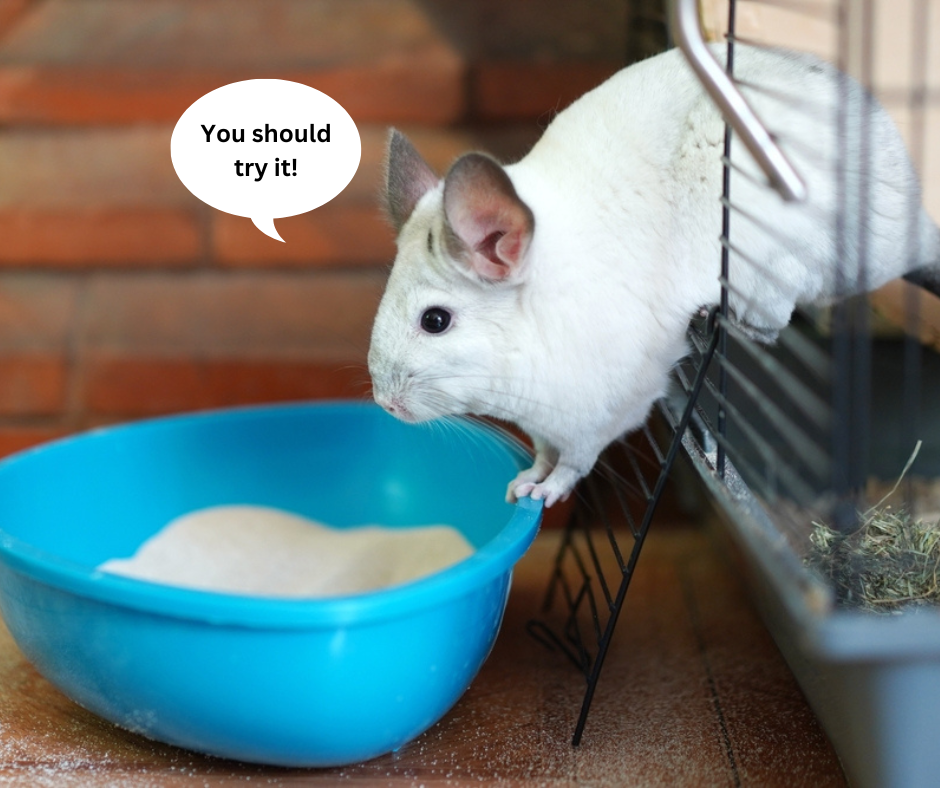 why can't chinchillas get wet