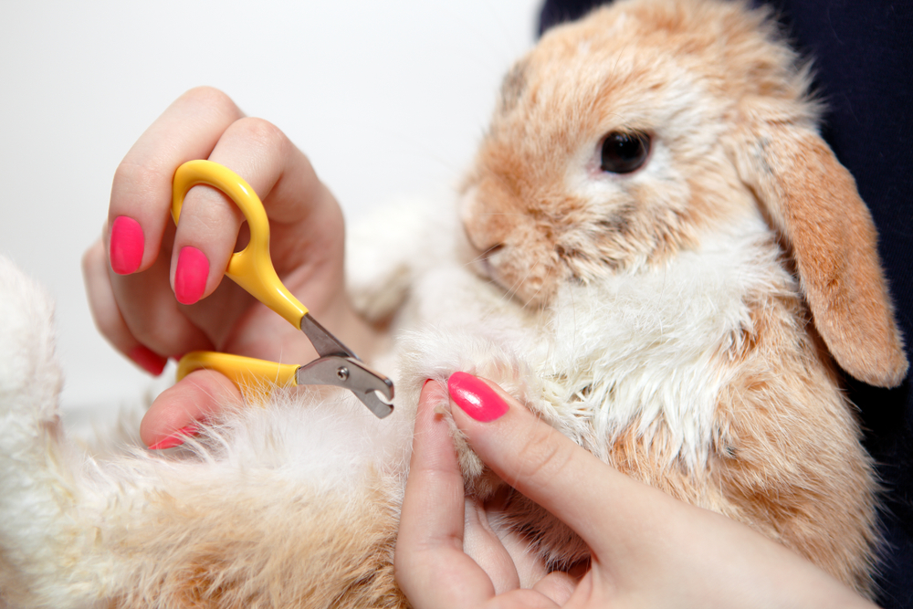 rabbit first aid kit