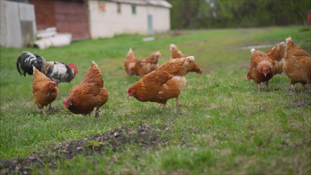 diseases in backyard chickens