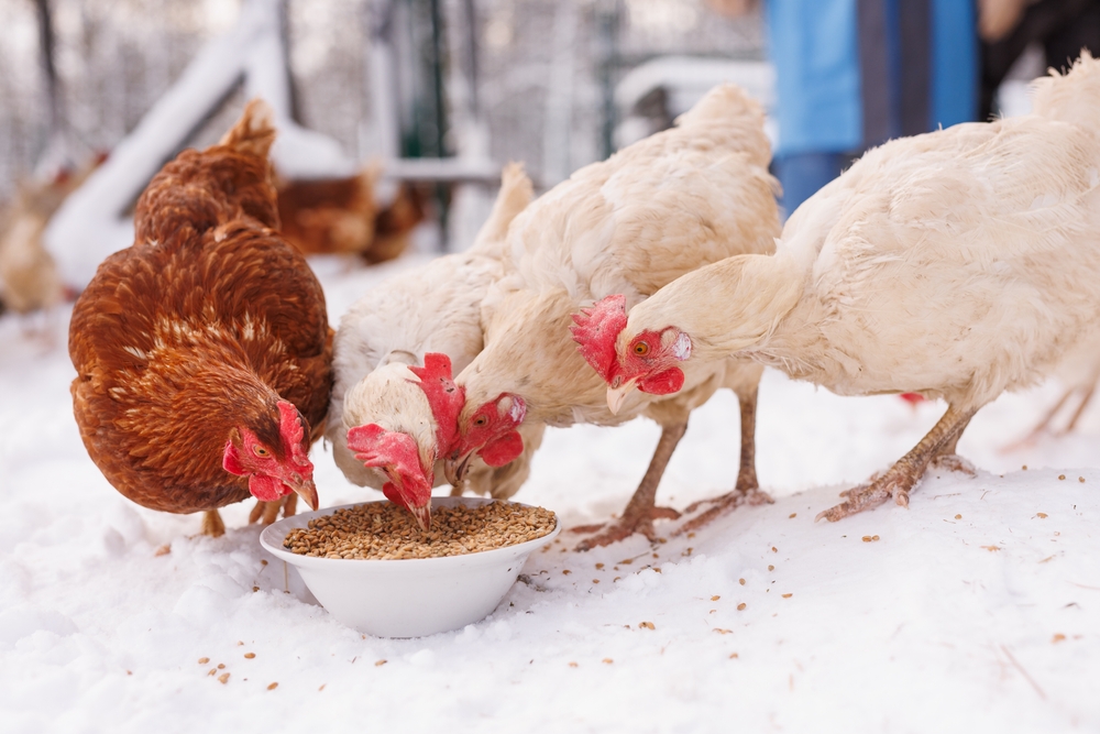 why is my chicken losing feathers in the winter?