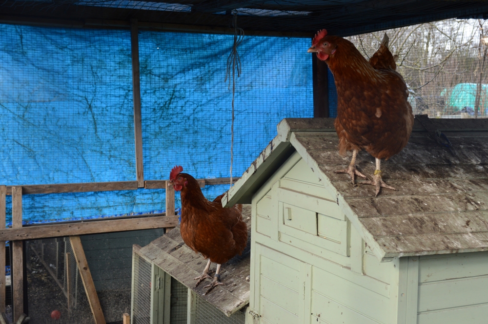 chicken coop in the winter