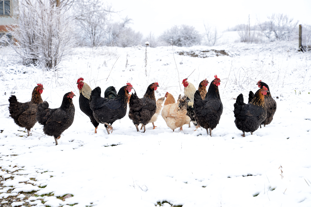 why is my chicken losing feathers in the winter