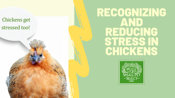 Recognizing and Reducing Stress in Chickens