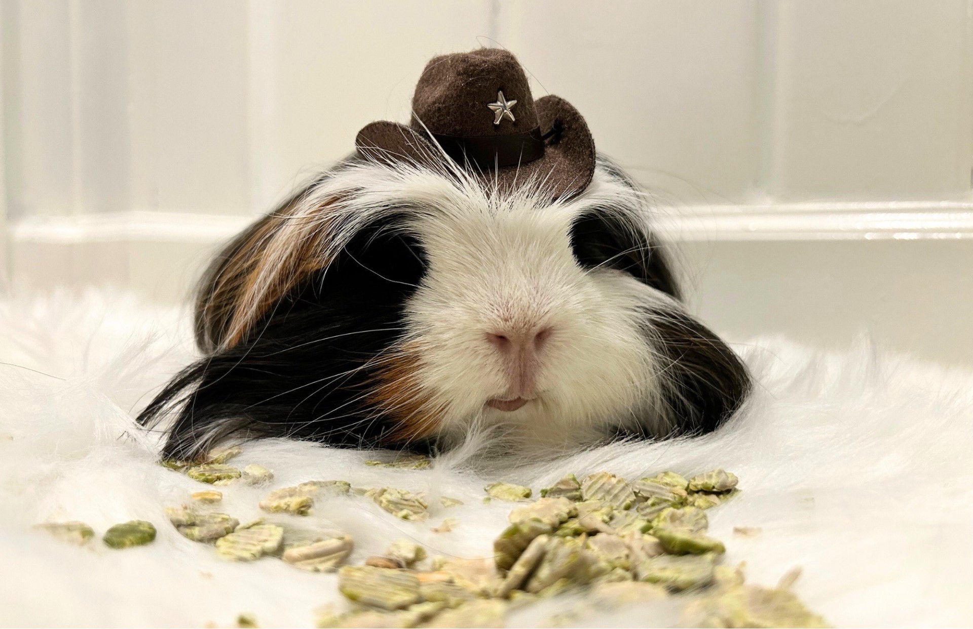 Gizmo eating pea flakes