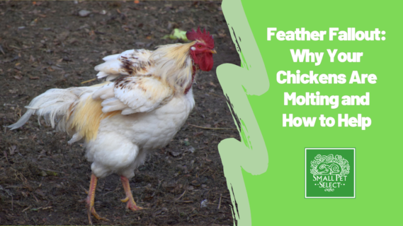 A molting chicken trying to raise it feathers