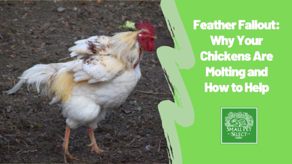 A molting chicken trying to raise it feathers