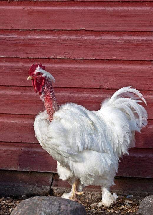 White Cochin rooster with missing feathers