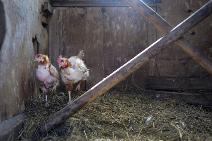 Two molting chickens