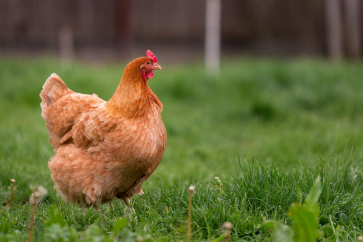 Red chicken in a green grass