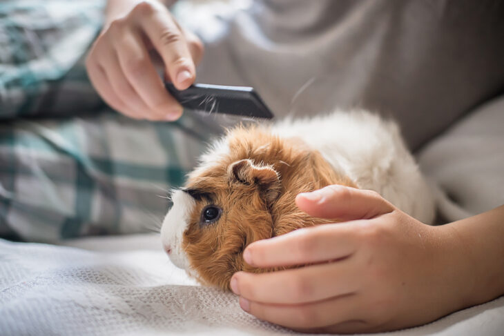 Grooming a guinea pig to remove dead hairs