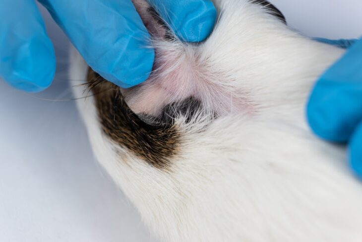 A veterinarian showing some bald patches behind the ears of a guinea pig as a sign of abnormal guinea pig shedding