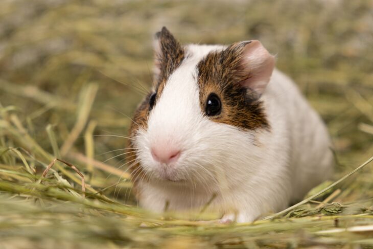 A cute little guinea pig sitting in a pile of hay made of meadow grasses