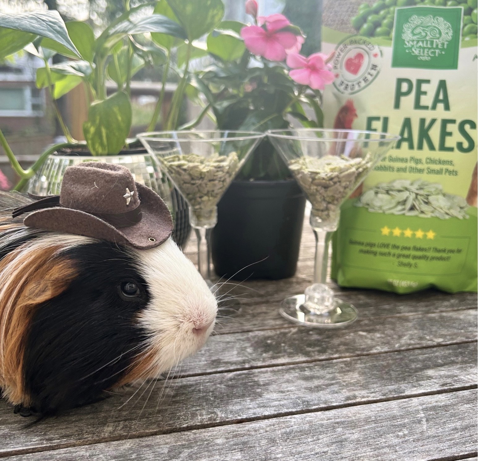 Gizmo with Mother's Day Pea Flakes