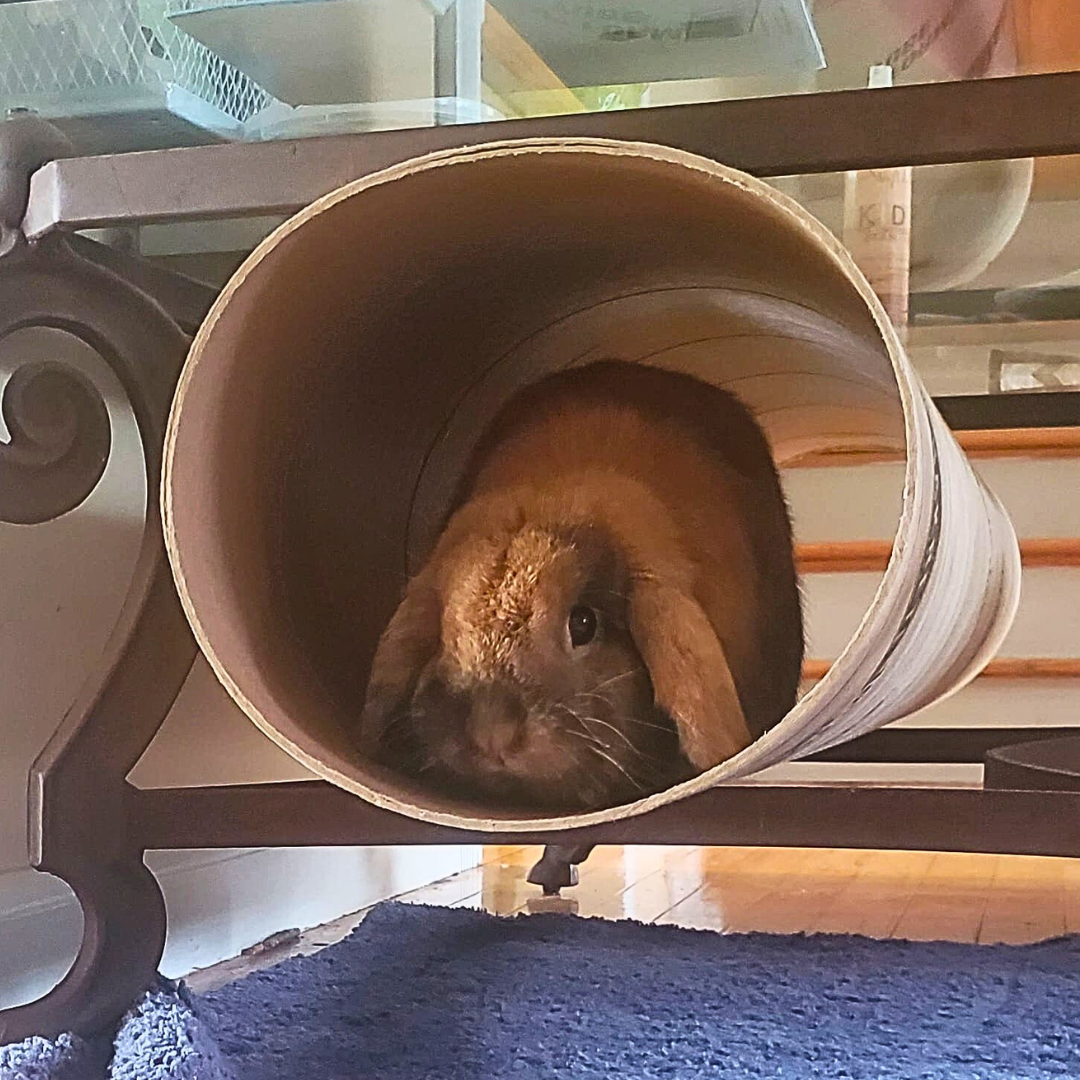 #5 Cinnabun