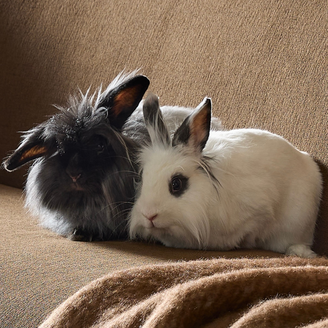 #6 Luna & Artemis