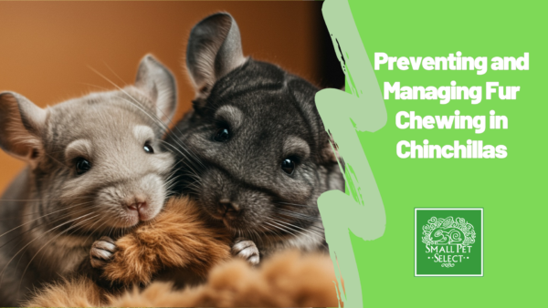 Two Chinchillas chewing fur