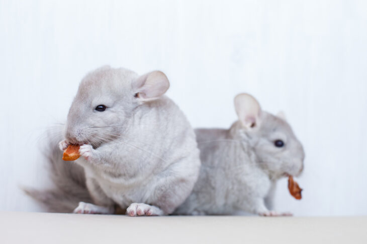 Two chinchillas holding and chewing a treat