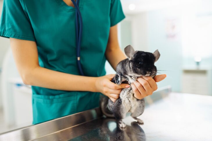 Veterinarian holding a chinchilla and examining her in clinic