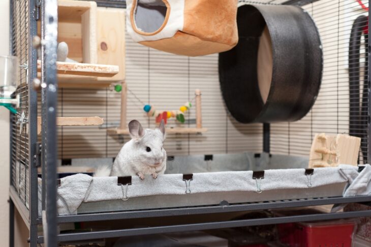 Cute Chinchilla playing around in a well structured cage