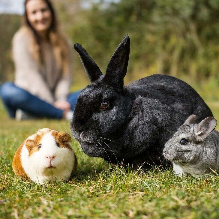 Chinchilla mom sitting in the garden with her fur babies
