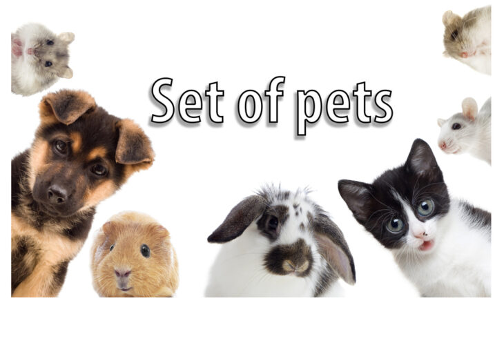 Puppy and kitten and guinea pig, set of pets