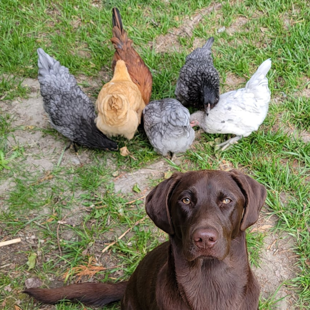 #10 Lady (and chickens) Christine Wieman cs entry