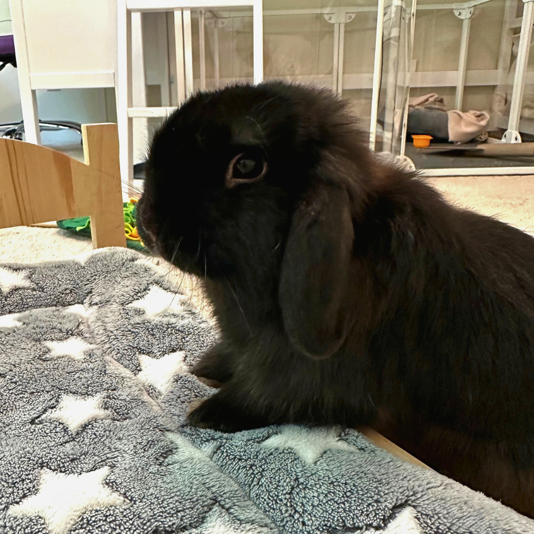 _#9 Bruno @love.and.bunnies