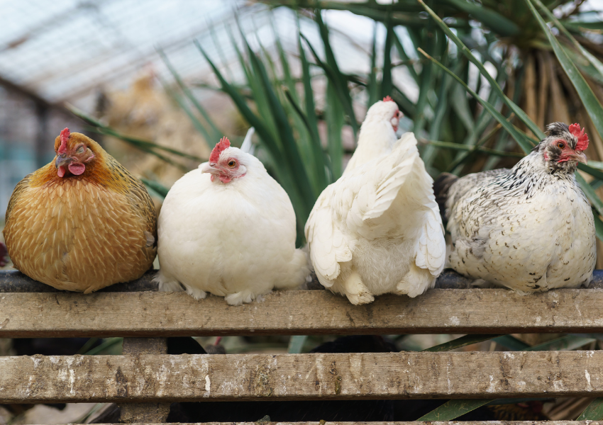 BACKYARD CHICKEN FAQ (1)