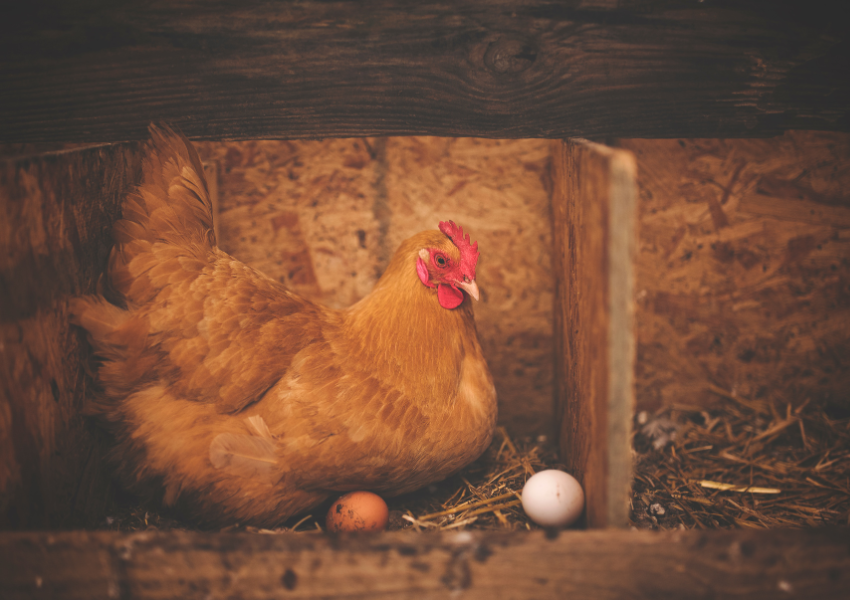 BACKYARD CHICKEN FAQ 2