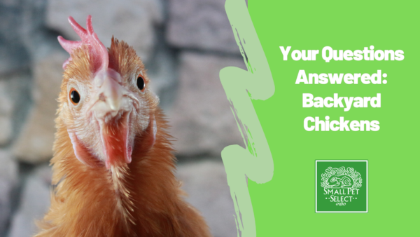 Backyard chicken FAQ