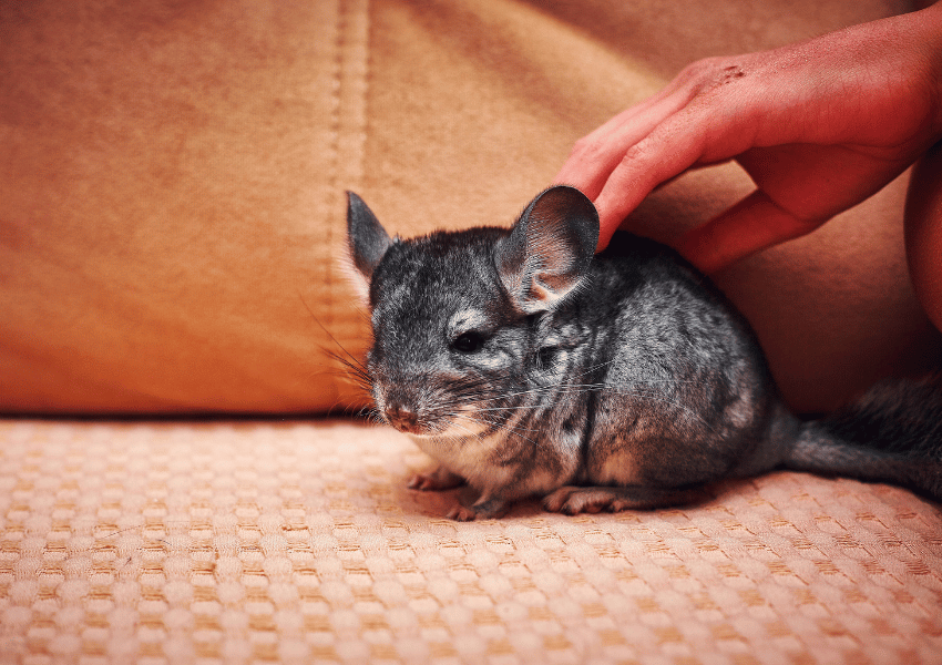 Caring for Aging Small Pets Caring for Aging Small Pets