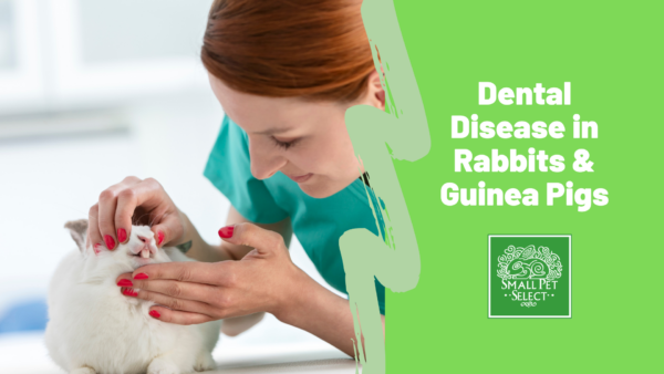 Vet: How to Spot and Prevent Dental Disease in Rabbits and Guinea Pigs