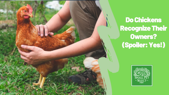 Chicken owner holding a chicken in the farm yard and the chicken seems to recognize the owner