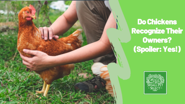 Chicken owner holding a chicken in the farm yard and the chicken seems to recognize the owner