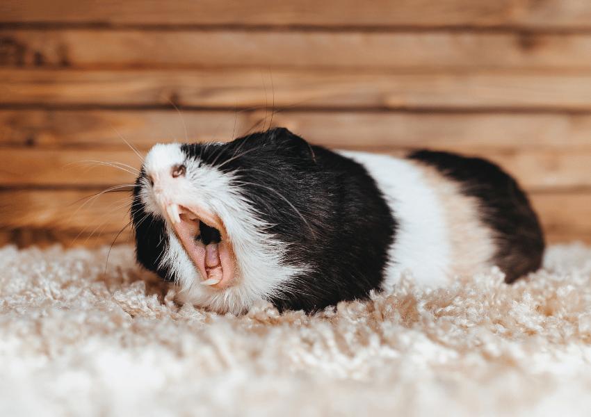 How to Spot and Prevent Dental Disease in Rabbits and Guinea Pigs (1)
