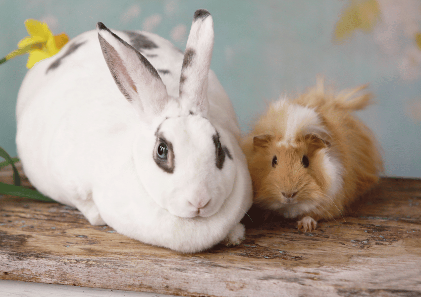 How to Spot and Prevent Dental Disease in Rabbits and Guinea Pigs