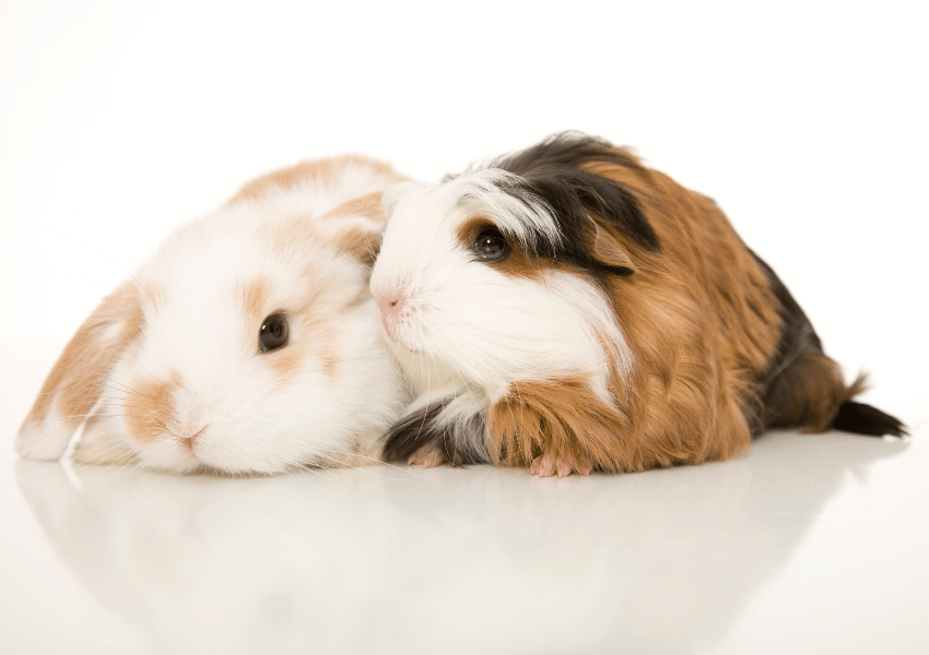 Signs of Stress in Small Pets (and How to Help Them Relax!) (2) Signs of Stress in Small Pets (and How to Help Them Relax!)