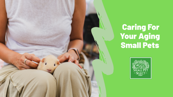 Senior Small Pets: How to Care for Aging Rabbits, Guinea Pigs, and More