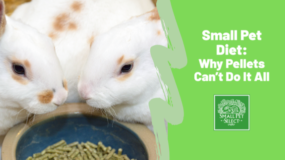 The Dangers of an Improper Diet: Why Pellets Alone Aren’t Enough