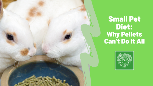 The Dangers of an Improper Diet: Why Pellets Alone Aren’t Enough