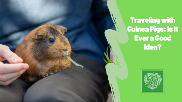 Guinea pig sitting on the lap of the parent who's feeding him blades of green grass while traveling.