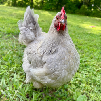 10-fun-facts-about-henrietta 10-fun-facts-about-henrietta