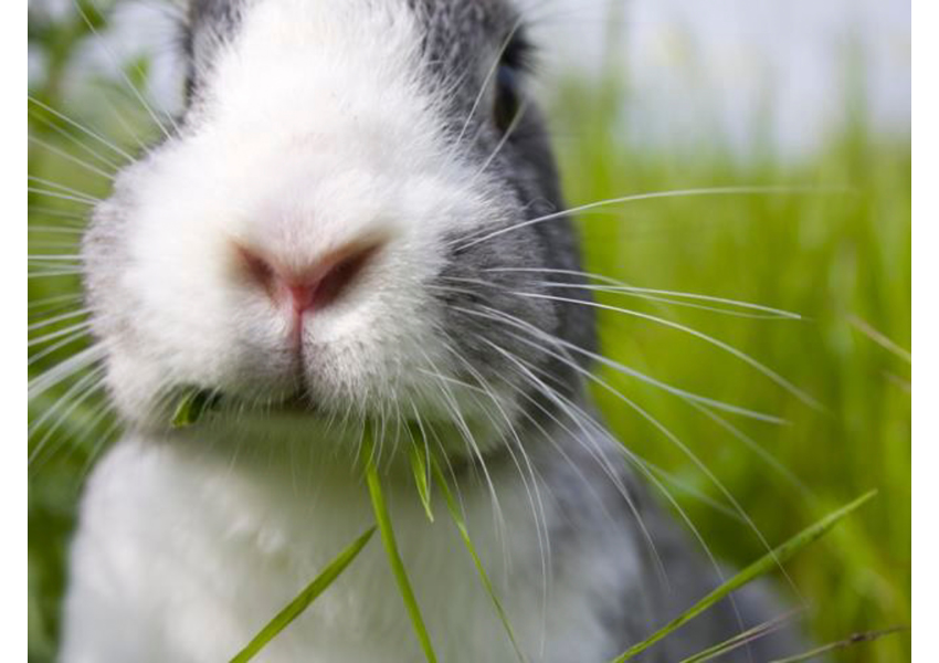 What materials are safe for rabbits to chew (1) What materials are safe for rabbits to chew?